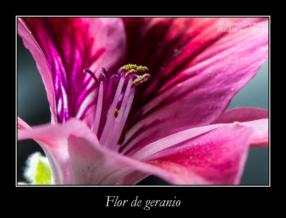 Flor de geranio