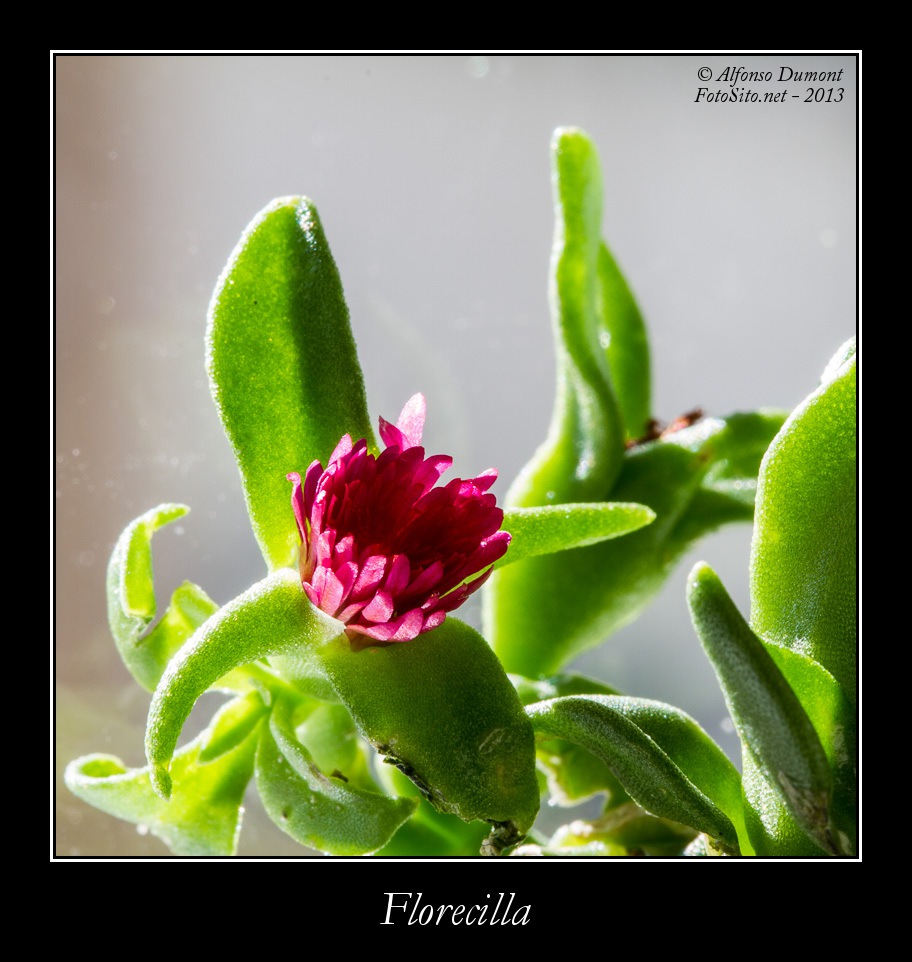 Florecilla