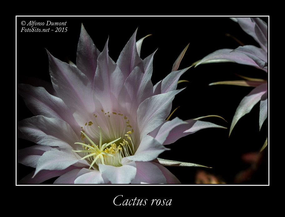 Cactus rosa
