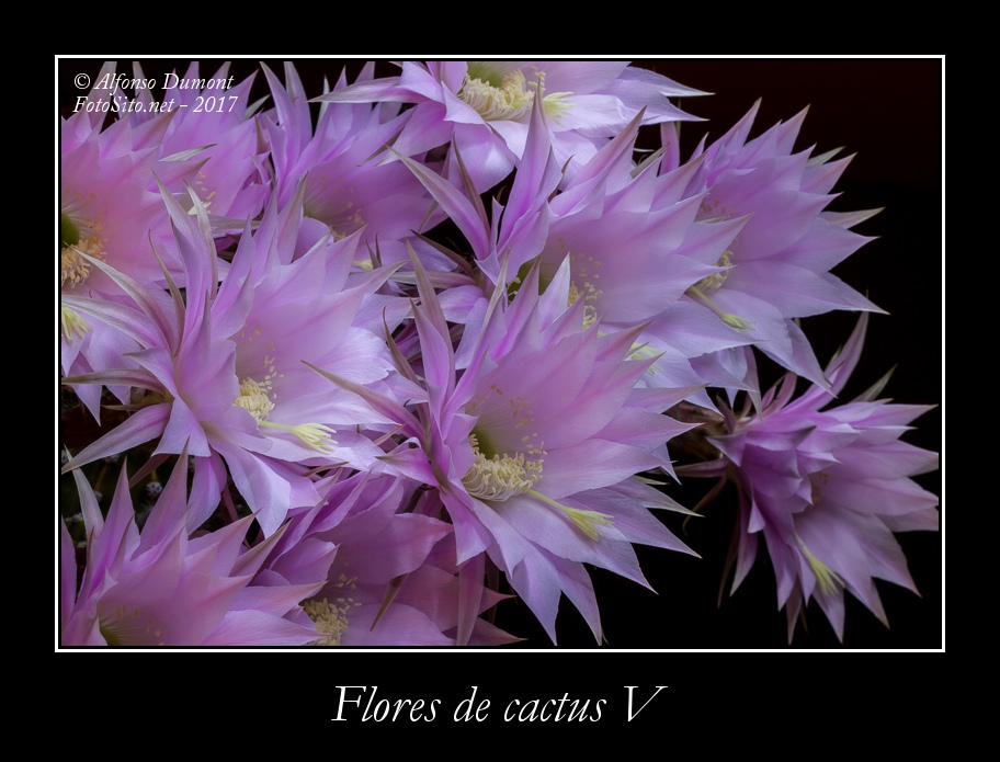 Flores de cactus V