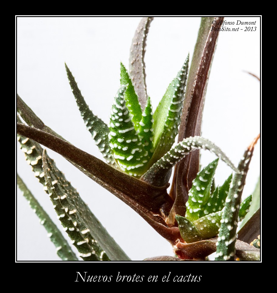 Nuevos brotes en el cactus